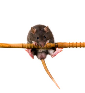 Rat on a horizontal bar clipart