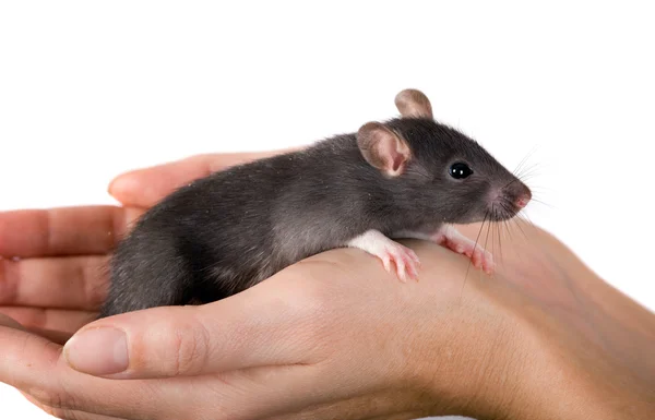 Tikus di tangan — Stok Foto