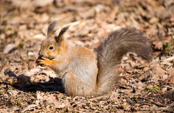 Squirrel with a nut — Stock Photo, Image