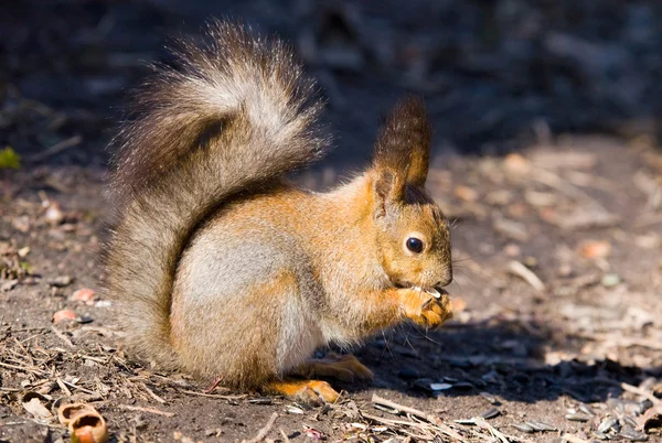 Squirrel with sunflower seeds — Stock Photo, Image