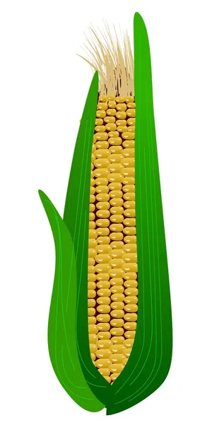 Oreja de maíz — Archivo Imágenes Vectoriales