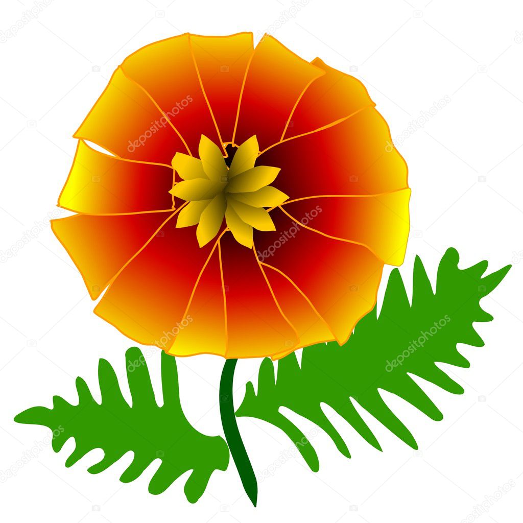 Pot marigold — Stock Vector © Perysty 1290934