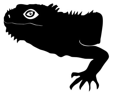 Iguana clipart