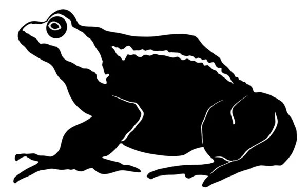 Жаба — стоковый вектор