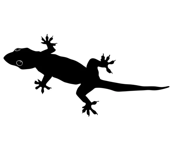 Gecko — Stockový vektor