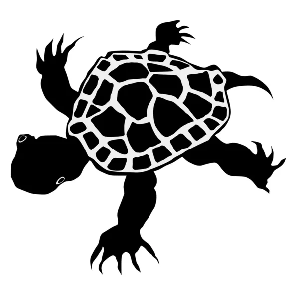 Lilla sköldpaddan — Stock vektor
