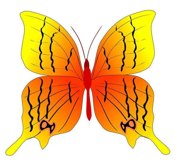 Pillangó — Stock Vector