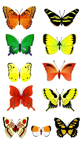 Samling av fjärilar — Stock vektor
