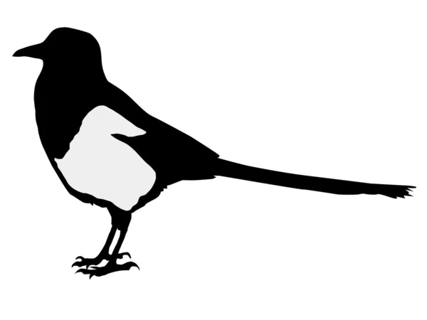 Silhouette of magpie — Stock Vector