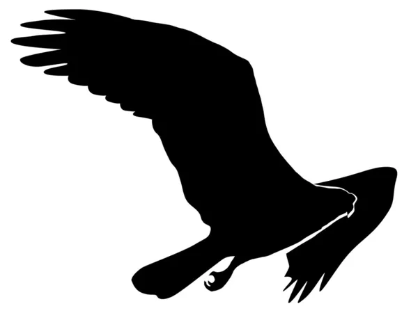 Silueta osprey — Stockový vektor