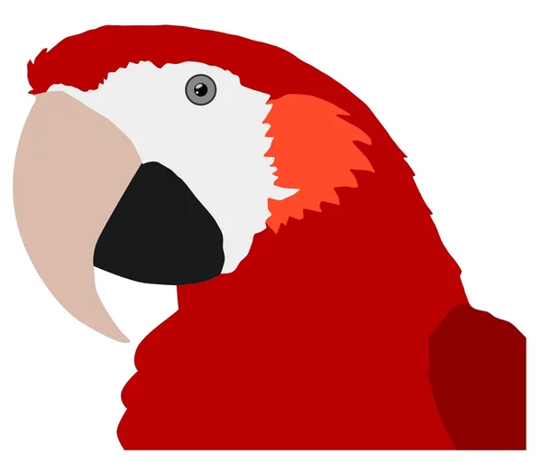 Parrot — Stock Vector