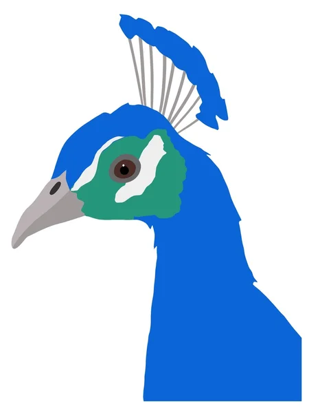 Peacock — Stock Vector