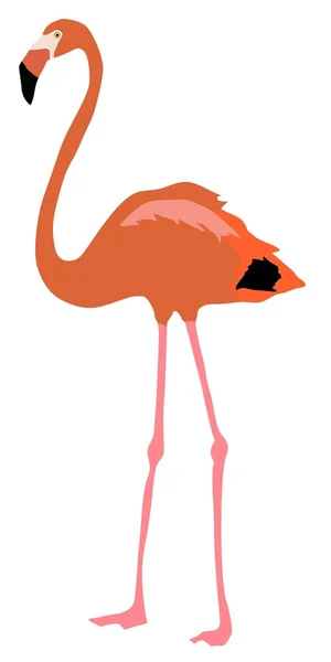 Flamingo — Stock Vector