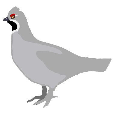 Hazel grouse clipart