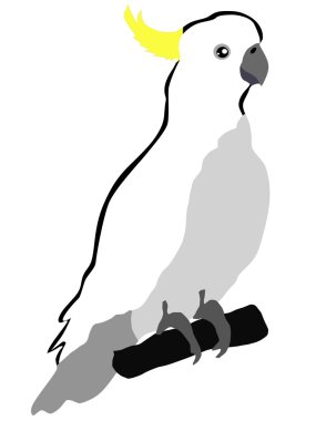 Cockatoo clipart