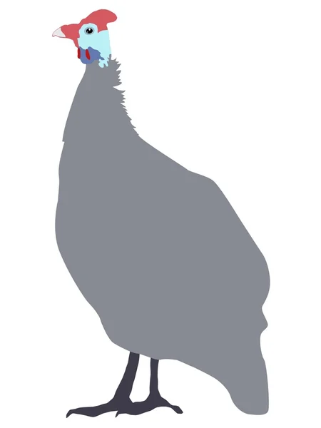 Guinea fowl — Stock Vector