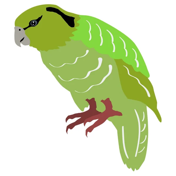 Kakapo. — Vector de stock