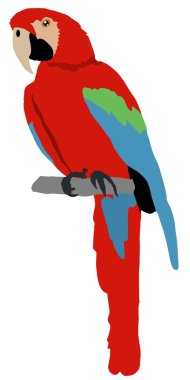 Macaw clipart