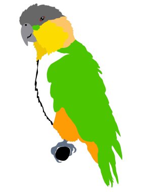 Short-tailed parrot clipart