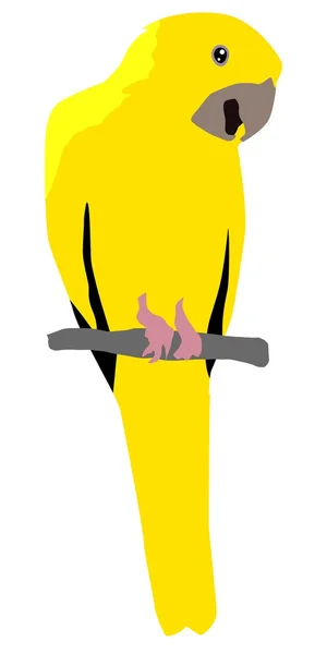 Conure dorée — Image vectorielle