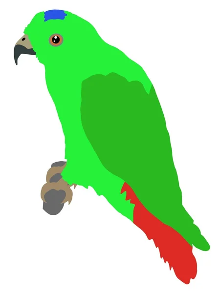 Lori parrot — Stockvector