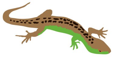 Lizard clipart