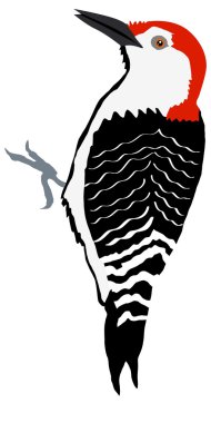 Woodpecker clipart