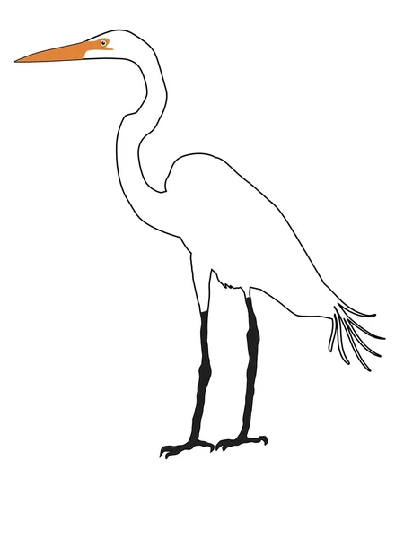 Snowy egret — Stock vektor