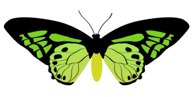 Ornithoptera kelebek