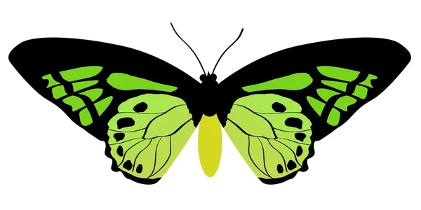 Ornithoptera 蝶 — ストックベクタ