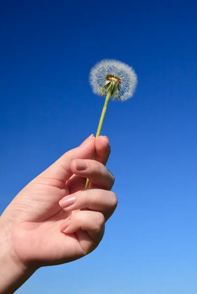 stock image Dandelion