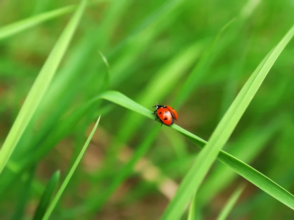 Stock image Ladybird