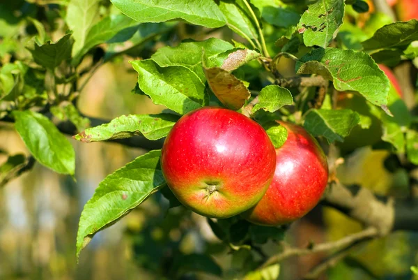 stock image Red apple on branch with green leaf