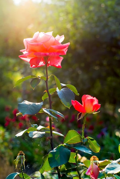 Leuchtend rosa Rosen gegenüber dem Sonnenlicht — Stockfoto