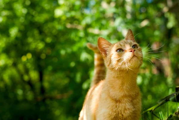 stock image Orange cat