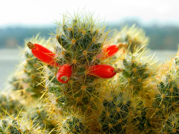 Blossoming cactus — Stock Photo, Image