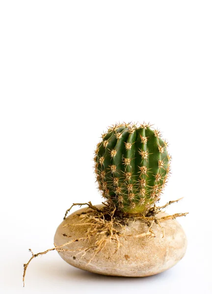 Little round cactus — Stock Photo, Image