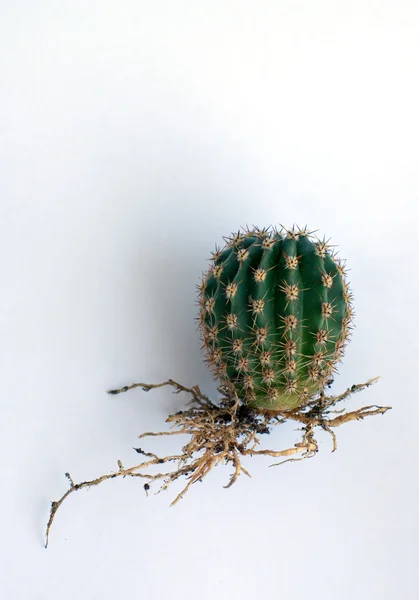 Kleiner runder Kaktus — Stockfoto