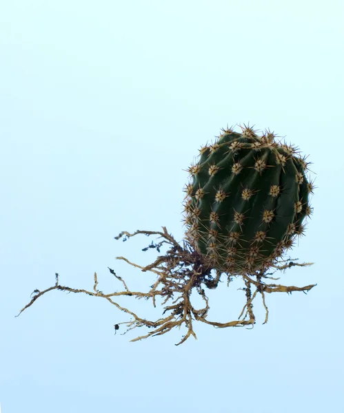 Little round cactus — Stock Photo, Image
