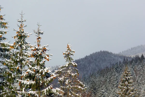 Stock image Cones on fir tree