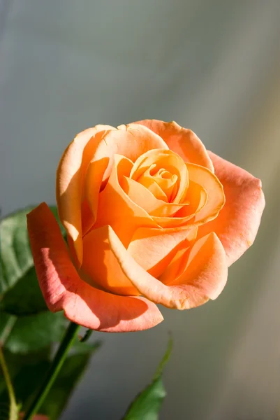 Jaskrawo pomarańczowy rose — Zdjęcie stockowe
