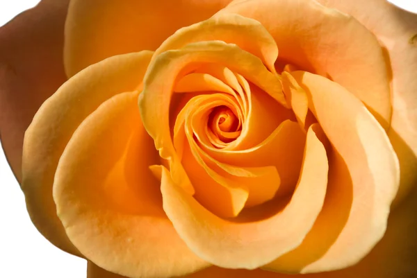 Helder oranje rose — Stockfoto