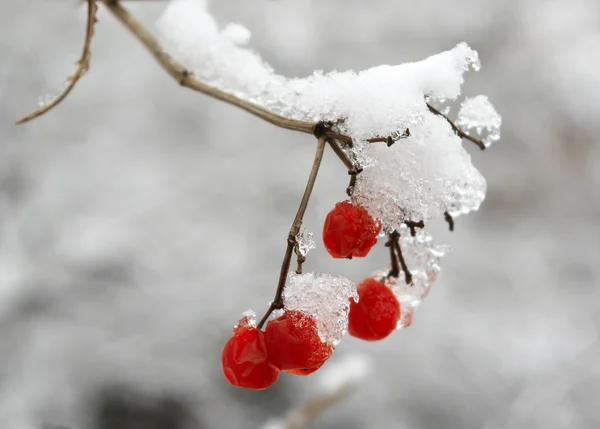 stock image Rowanberry