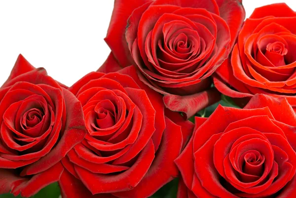 Jaskrawo czerwone róże — Zdjęcie stockowe