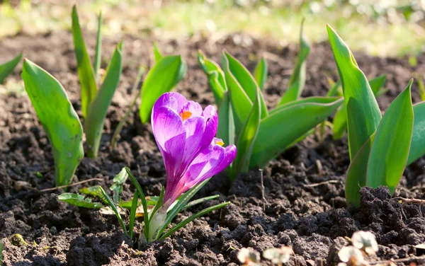 stock image Young violet flower