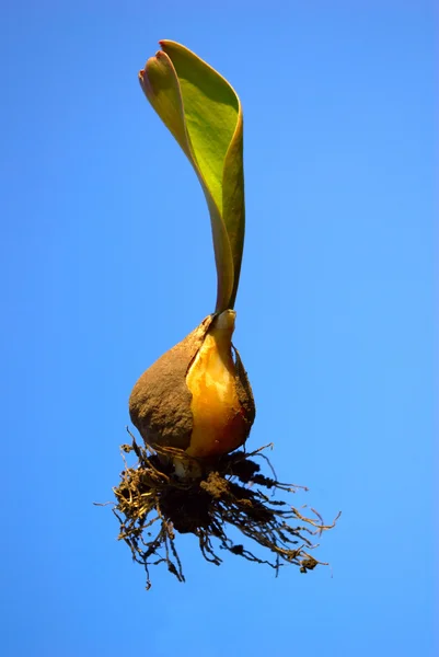 Bulb of a tulip — Stock Photo, Image
