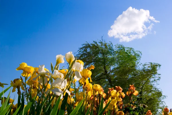 Bloemen en blauwe hemel — Stockfoto