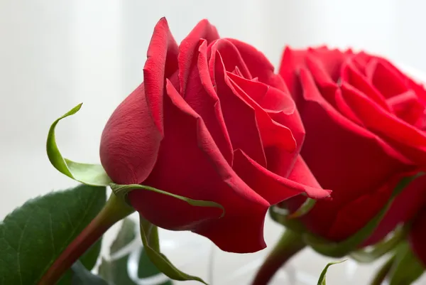 Rosas rojas brillantes Imagen de archivo