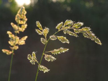 kulakları çimenlerin üzerinde