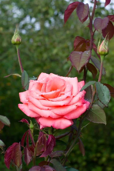 Jasne róż — Zdjęcie stockowe